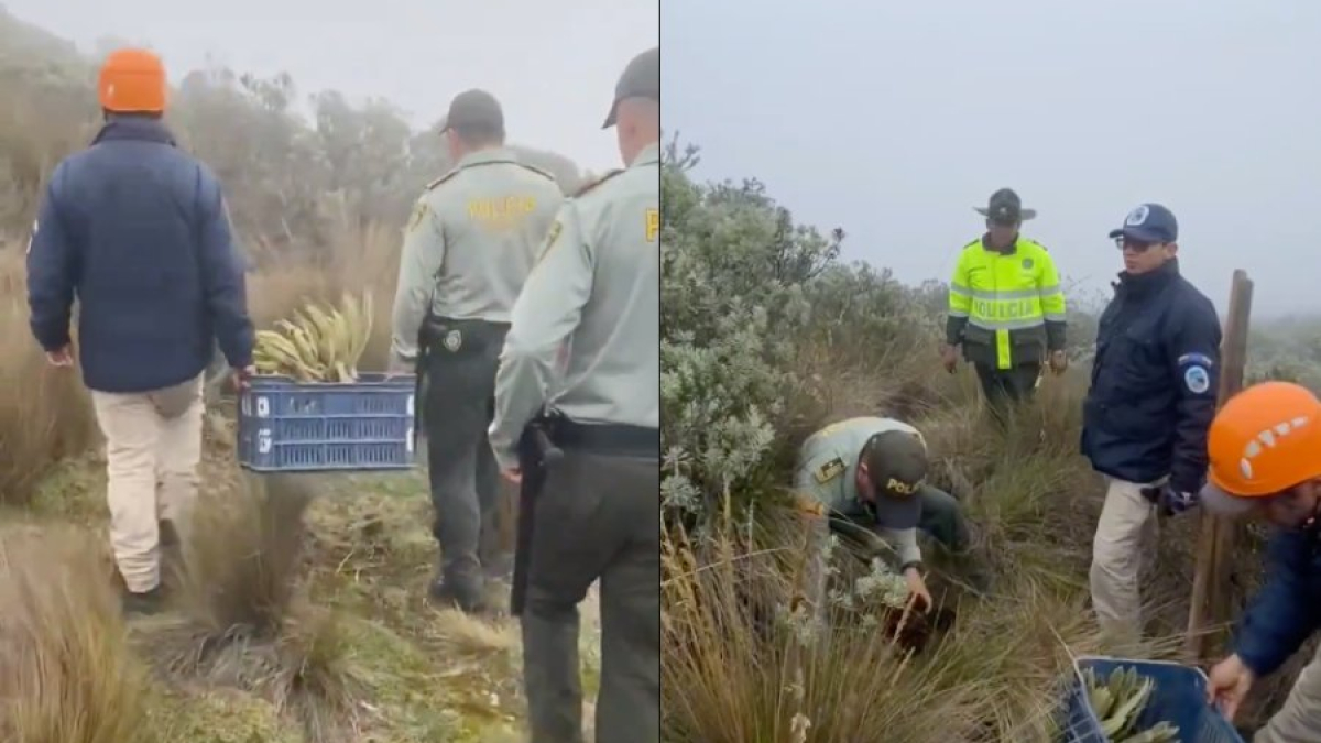 Policía del Tolima y funcionarios de Parques Nacionales Naturales replantaron los cinco frailejones en la vía Manizales - Murillo.