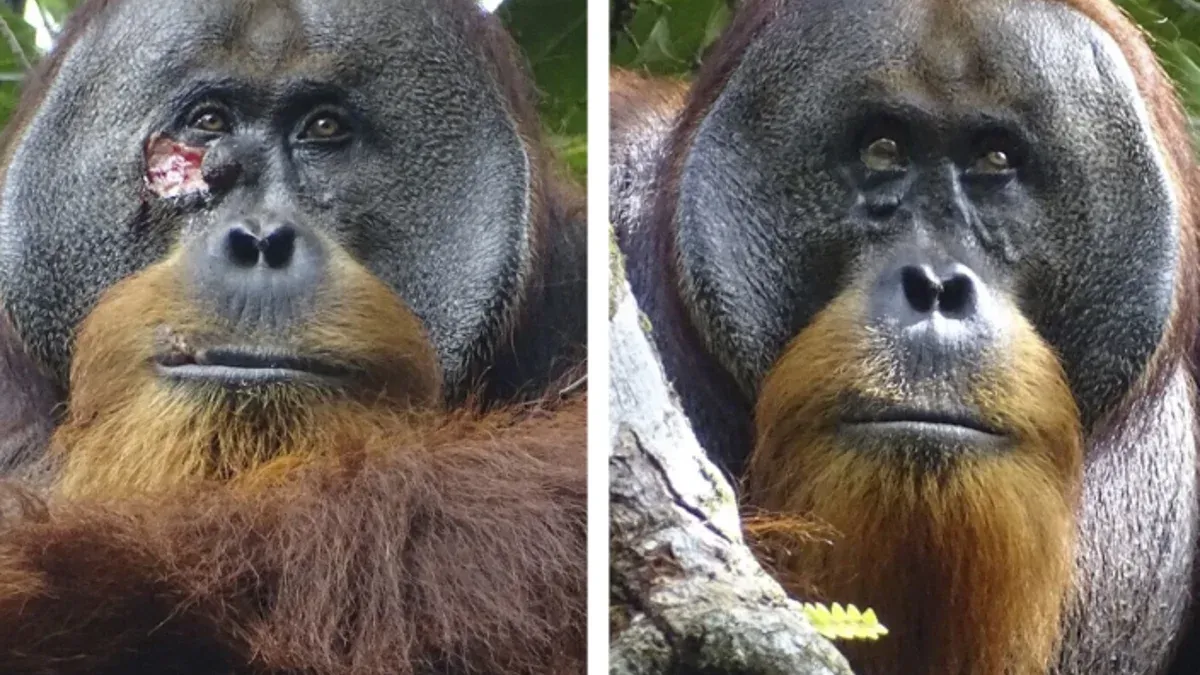 El orangután Rakus con una herida bajo el ojo y luego curado