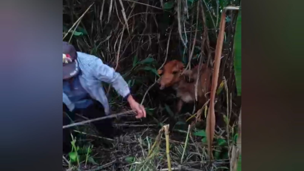 Momento del rescate de la vaca que cayó al río Chinchiná este viernes. 