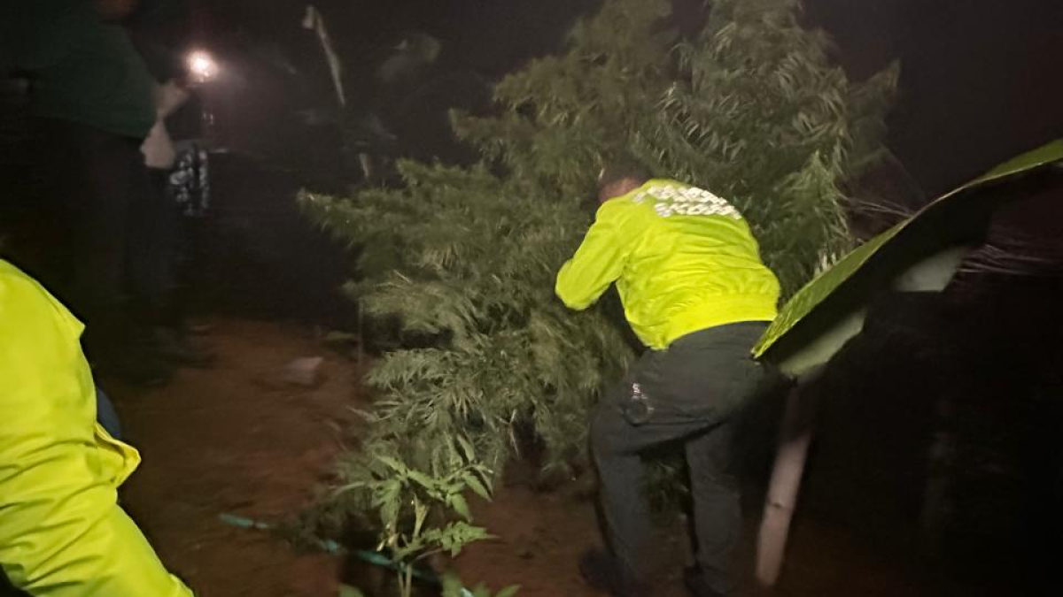 Plantas de marihuana incautadas en Samaria.