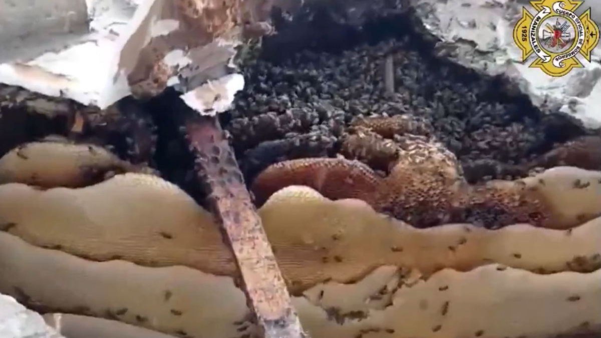 Un enjambre puede tener desde 5 mil hasta 50 mil abejas.