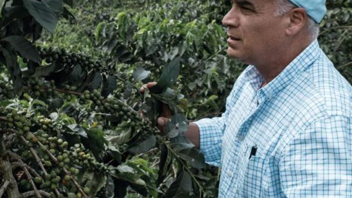 Carlos Felipe Hoyos Zuluaga, productor y delegado al Comité de Cafeteros de Caldas.