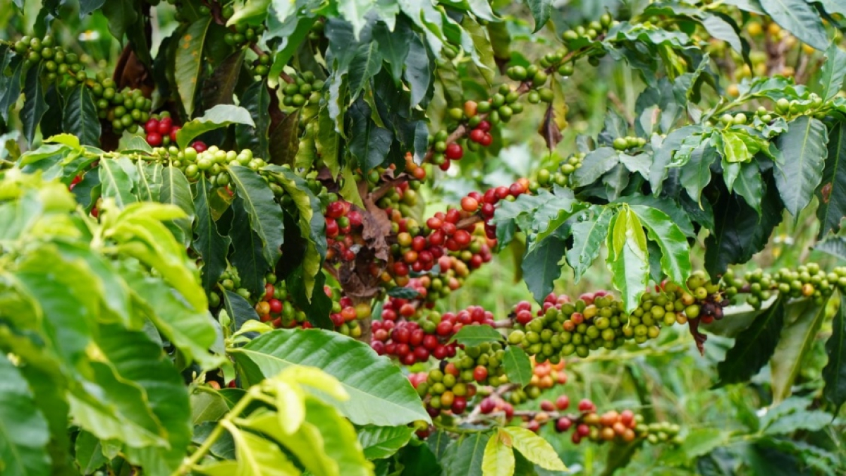 café