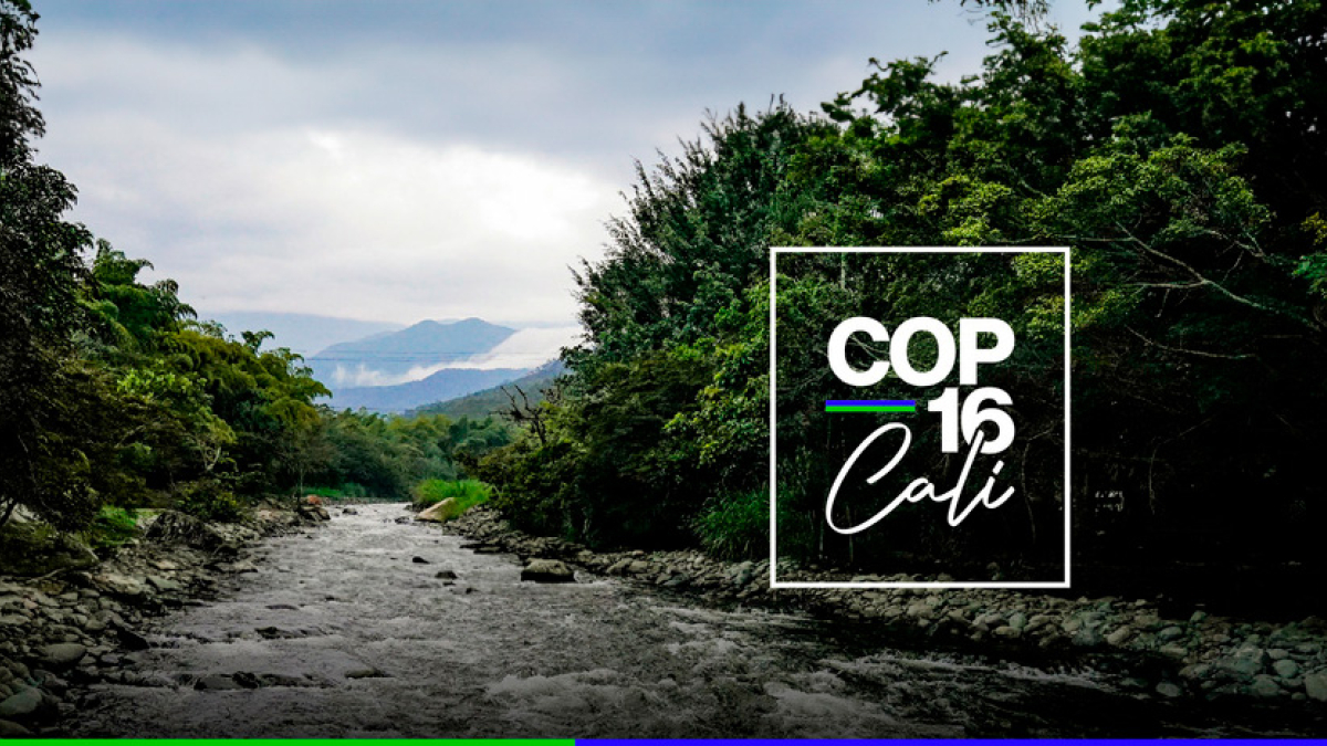 COP16 Cali