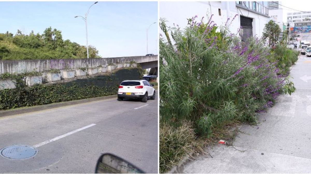 Así se encuentran los ornamentos florales del puente en la avenida Kevin Ángel (izq.) y los arbustos del Bulevar de la 19.