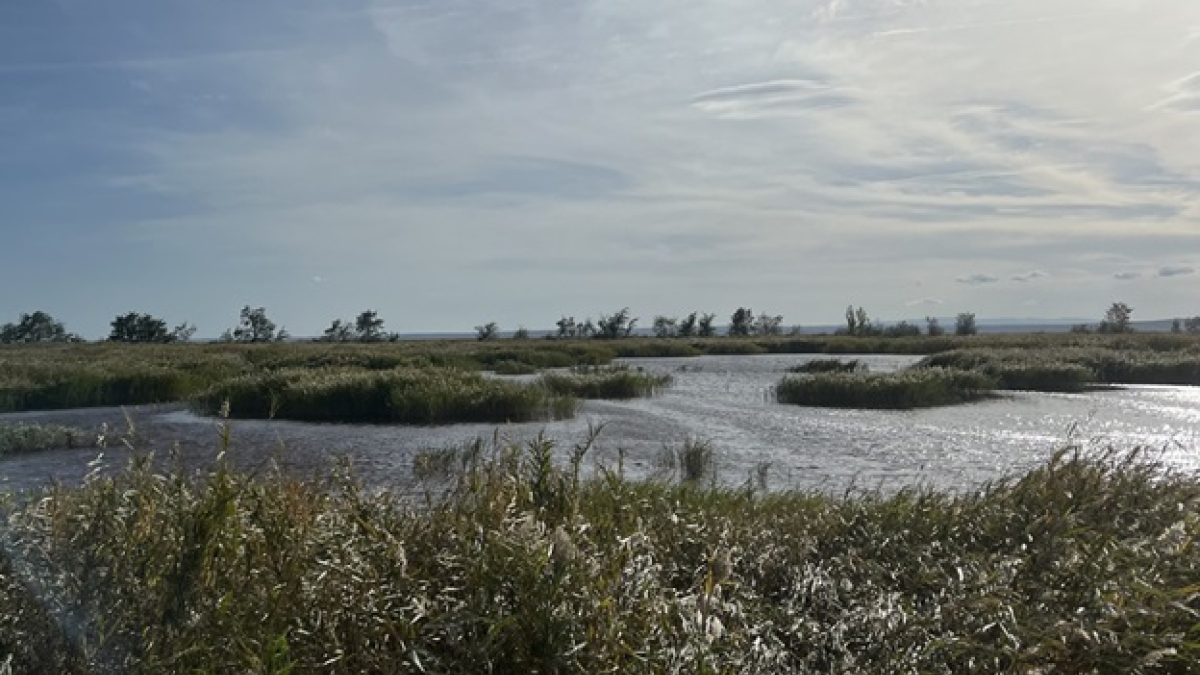 El lago Neusiedl tiene 320 km cuadrados entre Austria y Hungría, de los cuales 180 km cuadrados poseen el mayor cinturón de humedales de Europa. Se instalaron dispositivos acústicos de inteligencia artificial para monitorear cambios en los juncos y la vida silvestre y proteger su biodiversidad.