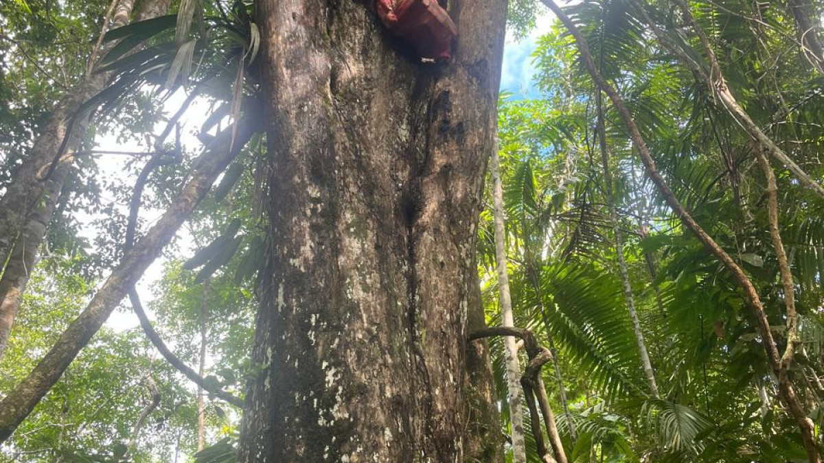 En este árbol estaba la droga