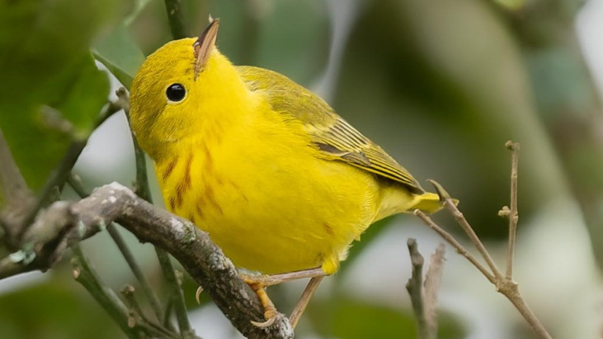 Reinita dorada (Setophaga petechia)