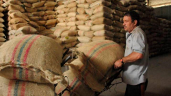 Cooperativas de caficultores en Caldas negocian un mejor futuro