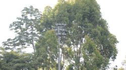 Árboles crecidos hacen que la cancha de Aranjuez pierda visibilidad 