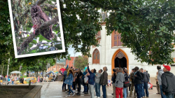 Encantados con búho orejudo en el Parque Caldas