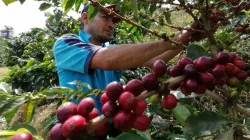 Producción de café de Colombia aumentó 10% en febrero