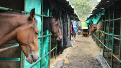 Se preparan para cabalgar en la edición 66 de la Feria Equina Grado A de Manizales