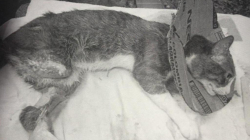 Operó a un gato sin ser veterinario: Fiscalía