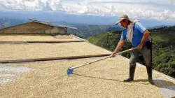 El precio del café se modera en el último año con pronóstico de más producción
