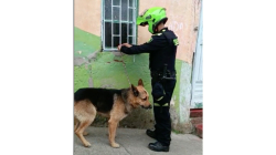 Salvaron a dos mascotas en Aranzazu y Marquetalia (Caldas)