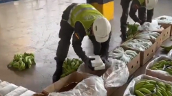 Incautan media tonelada de cocaína en dos puertos del Caribe 