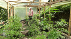 En Caldas destacan las ventajas de cultivar cannabis para fines medicinales 