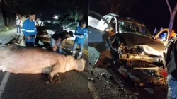 Conductor chocó con un hipopótamo en Puerto Triunfo (Antioquia), cerca de Hacienda Nápoles