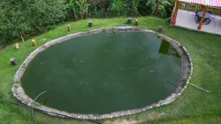 Colombia importará vacunas para combatir bacteria que afecta cultivos de tilapia
