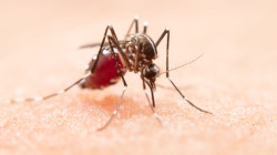 Cuídese del dengue alejando aguas estancadas