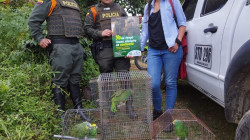 Recuperan 6 especies de fauna silvestre en Samaria, corregimiento de Filadelfia (Caldas)