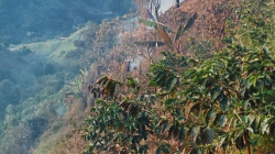 15 incendios de capa vegetal prenden el foco en seis municipios de Caldas