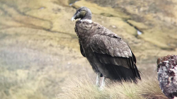 Colombia se vuelca en la conservación del cóndor andino, realiza cumbre internacional
