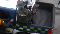 Procuraduría pide información al ICBF por caso de pitbull que mató a menor en Villamaría