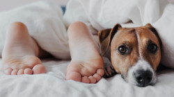 ¿Es malo dormir con perros?