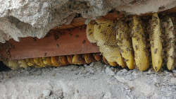 Evite acercarse como abeja al panal
