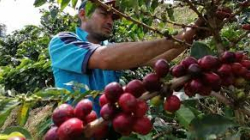 Expertos refutan afirmación de Petro de que Colombia es el quinto productor de café