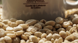 Dos mujeres integran la terna para elegir nuevo director del Comité de Cafeteros de Caldas