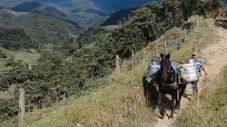 Piden ayuda de autoridades ante presencia de tres pumas en zona rural de Villamaría