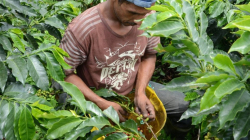 Producción de café crece en el 21,6% entre octubre y enero del 2024