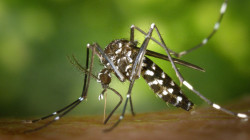 Dos barrios de Salamina suman ocho casos de dengue