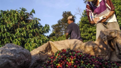 La Cumparsita de Chinchiná les pone ritmo y sabor a 10 variedades de café