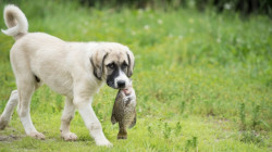 ¿Los perros pueden comer pescado?