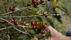 Federación aprueba cambiar factor de rendimiento para calcular precio del café