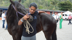 Carlos Ortega, un quiropráctico de caballos en la Feria Equina de Manizales