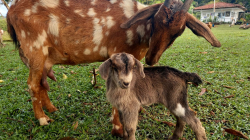 Leche de cabra y maternidad: ingredientes de negocio en Victoria (Caldas)