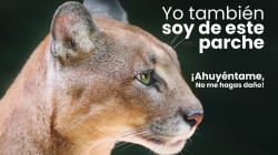 Corpocaldas no ha sido lenta con atención del puma en Montaño, asegura funcionario 