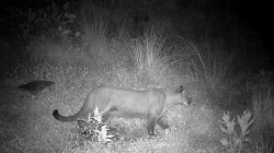 Habitantes de la vereda Montaño (Villamaría) piden a autoridades más control con el puma 