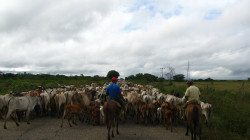 Admiten tutela que busca detener el debate sobre la prohibición de la tauromaquia
