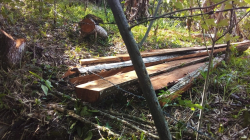 Denuncian tala de árboles en zona rural de Viterbo (Caldas)