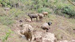 Bufalera Gibraltar, 50 años con la raza buffalypso en Chinchiná (Caldas)