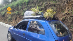 Delito ambiental: llevaba frailejones en el techo del carro en la vía Manizales - Murillo