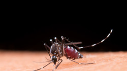 A prevenir el dengue, que no le pese la picadura del Aedes aegypti