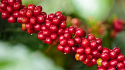 Producción de café en Colombia tiene un comportamiento positivo