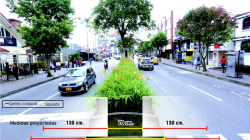 Reducir el separador de la av. Santander (Manizales) afectaría todos los árboles: experto